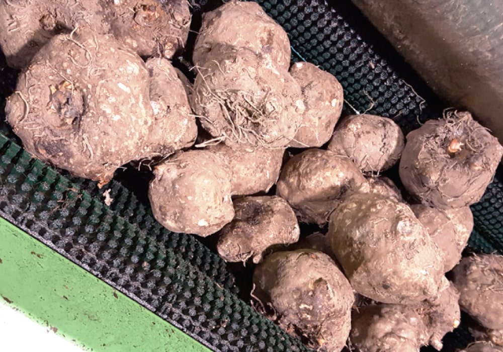 金次郎こんにゃくとは