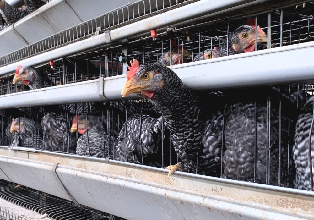 岡崎おうはんとは